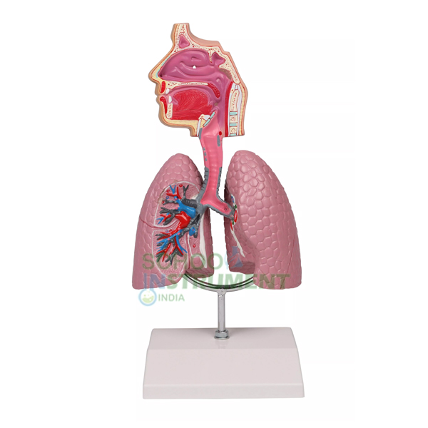 Functional Human Respiratory System